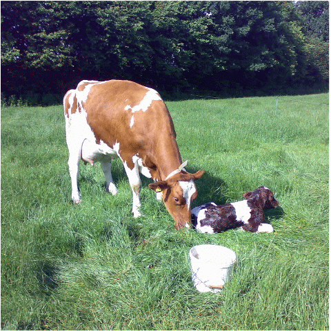 QMilch
